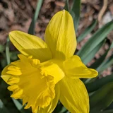 A daffodil, the national flower of Wales