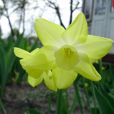 Daffodil
