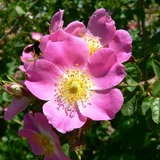 A rose, the national flower of England