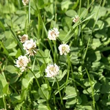 A shamrock, the national flower of Northern Ireland