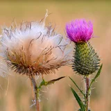 A thistle, the national flower of Scotland