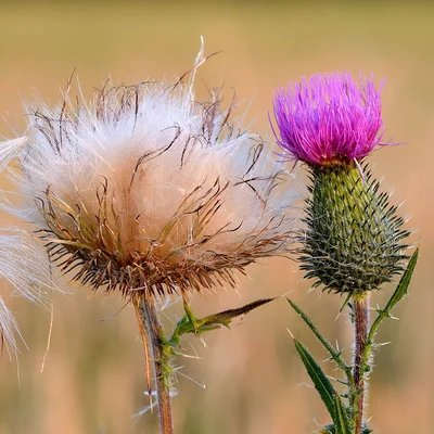 Thistle